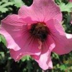 Meet your Posher, Pat